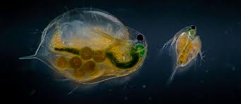 Attēlu rezultāti vaicājumam “Tubifera magna”