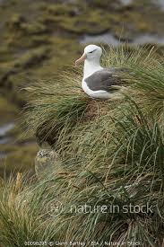 Image result for Thalassarche melanophris