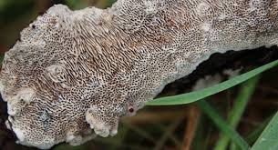 Attēlu rezultāti vaicājumam “Datronia mollis”