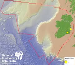 Attēlu rezultāti vaicājumam “Hemitrichia karstenii”