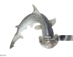 Image result for Sphyrna media