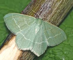 Attēlu rezultāti vaicājumam “Chlorissa viridata”