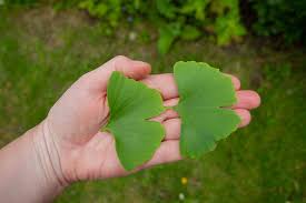 Attēlu rezultāti vaicājumam “Ginkgo biloba leaf”