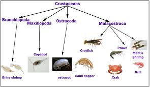 Attēlu rezultāti vaicājumam “Crustacea”