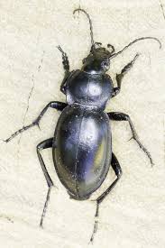 Attēlu rezultāti vaicājumam “Carabus glabratus”