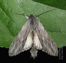 Attēlu rezultāti vaicājumam “Cucullia lucifuga larva”