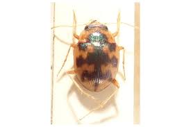 Attēlu rezultāti vaicājumam “Omophron limbatum”