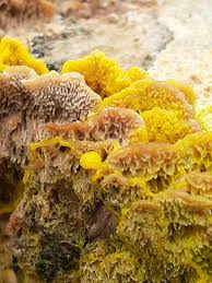 Attēlu rezultāti vaicājumam “Fuligo gyrosa plasmodium”