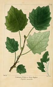 Attēlu rezultāti vaicājumam “Populus x canescens”