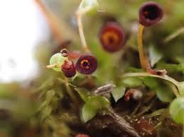 Attēlu rezultāti vaicājumam “Physcomitrium pyriforme”