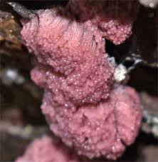 Attēlu rezultāti vaicājumam “Symphytocarpus impexus sessile”