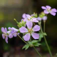 Attēlu rezultāti vaicājumam “Geranium bohemicum flower”