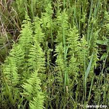 Attēlu rezultāti vaicājumam “Thelypteris palustris”