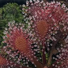 Attēlu rezultāti vaicājumam “Drosera anglica leaf”