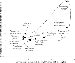 Attēlu rezultāti vaicājumam “Reticularia sp.”