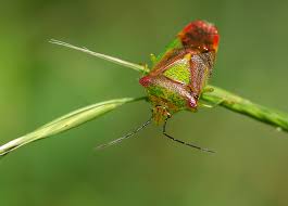 Attēlu rezultāti vaicājumam “Acanthosoma haemorrhoidale”