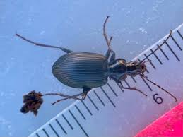 Attēlu rezultāti vaicājumam “Limodromus assimilis”