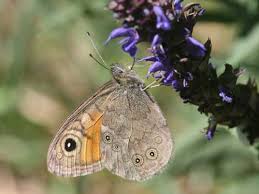 Attēlu rezultāti vaicājumam “Lasiommata maera upperside”