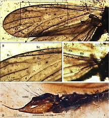 Attēlu rezultāti vaicājumam “Limoniidae”