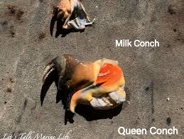 Image result for Aliger gigas