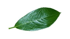 Attēlu rezultāti vaicājumam “Salix pentandra leaf”
