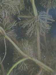 Attēlu rezultāti vaicājumam “Batrachium circinatum”