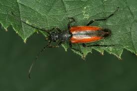 Attēlu rezultāti vaicājumam “Stenurella melanura”