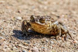 Attēlu rezultāti vaicājumam “Rana temporaria adult”