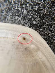 Image result for bed bugs