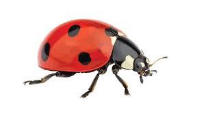 Attēlu rezultāti vaicājumam “Adalia decempunctata”