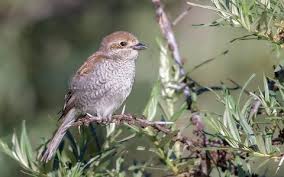 Attēlu rezultāti vaicājumam “Lanius collurio juvenile”
