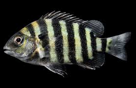 Image result for Archosargus rhomboidalis