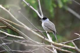 Attēlu rezultāti vaicājumam “Sylvia atricapilla male”