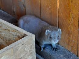 Attēlu rezultāti vaicājumam “Mustela vison”