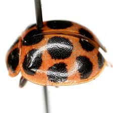 Attēlu rezultāti vaicājumam “Calvia quatuordecimguttata”