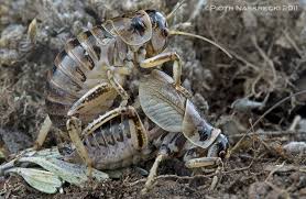 Attēlu rezultāti vaicājumam “Grypocoris sexguttatus imago”