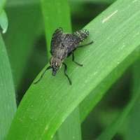 Attēlu rezultāti vaicājumam “Sciara analis”