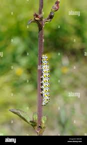 Attēlu rezultāti vaicājumam “Cucullia verbasci larva”