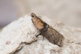 Attēlu rezultāti vaicājumam “Sciota adelphella”