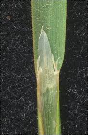 Attēlu rezultāti vaicājumam “Poa trivialis leaf”