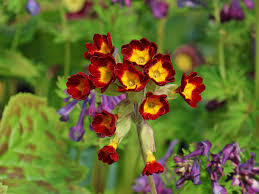 Image result for Schlüsselblumen