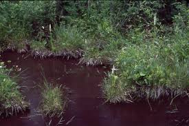 Attēlu rezultāti vaicājumam “Pseudocalliergon turgescens”