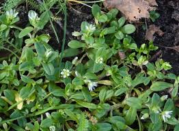 Attēlu rezultāti vaicājumam “Cerastium semidecandrum bud”