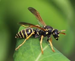 Attēlu rezultāti vaicājumam “Polistes nimpha”