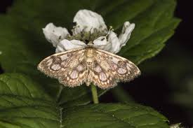 Attēlu rezultāti vaicājumam “Anania coronata”