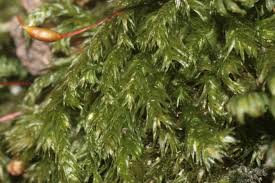 Attēlu rezultāti vaicājumam “Eurhynchium praelongum”