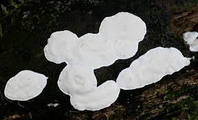 Attēlu rezultāti vaicājumam “Skeletocutis nivea”