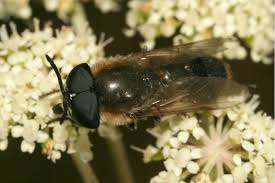 Attēlu rezultāti vaicājumam “Heptatoma pellucens”