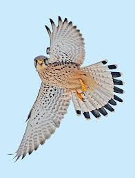 Attēlu rezultāti vaicājumam “Falco tinnunculus adult”