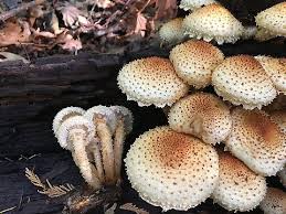 Attēlu rezultāti vaicājumam “Pholiota squarrosoides”